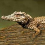 Crocodilians for Sale Online