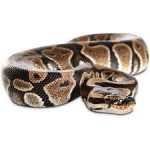 Ball Pythons for Sale Online