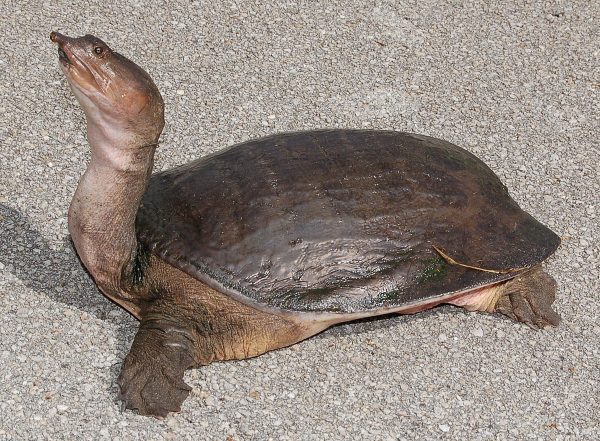 Florida Softshell turtle for sale