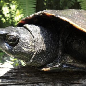 Kwangtung river turtle