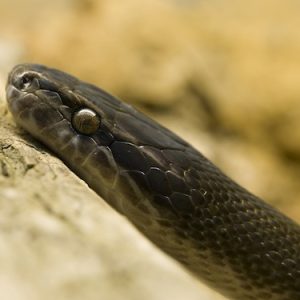 African House Snake for Sale