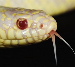 Albino California King Snake for Sale