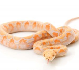 Albino Lavender Reticulated Python for Sale