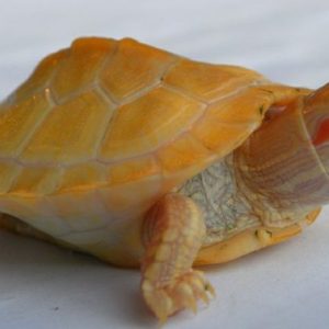 Albino Red Eared Slider Turtle for sale