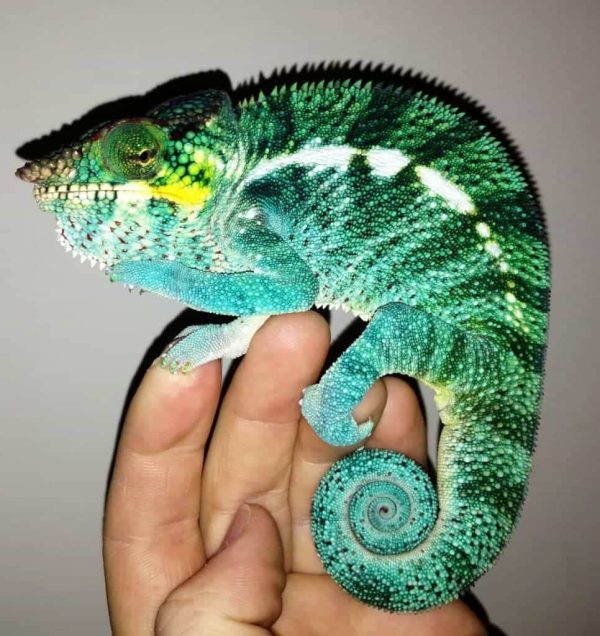 Baby Panther Chameleons for sale