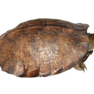 Asian Leaf Turtle for Sale