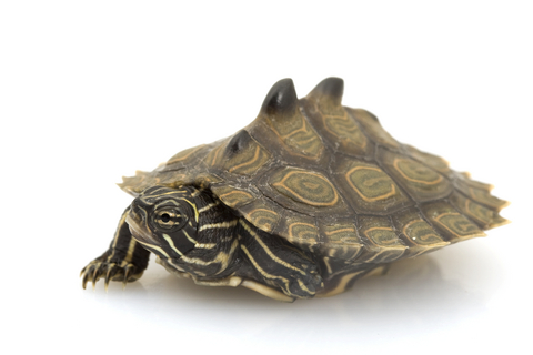 Black Knobbed Map Turtle for Sale