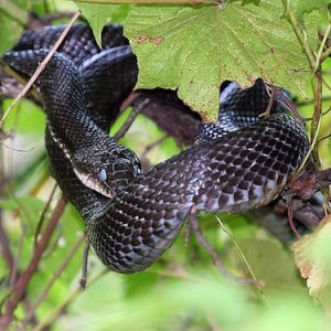 Black Rat Snake for Sale