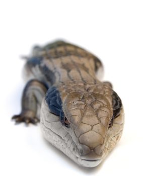 Blue Tongue Skink for Sale