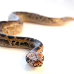 Borneo Blood Python for Sale