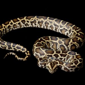 Burmese Python for Sale