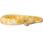 Albino Ball Pythons For Sale