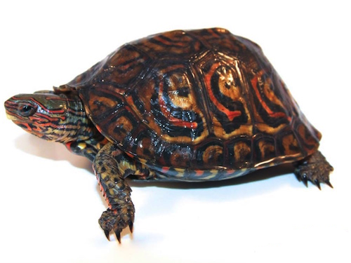 Central American Ornate Wood Turtle for Sale