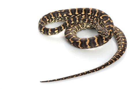 Carpet Python for sale