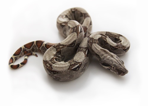 Columbian Red Tail Boa for Sale
