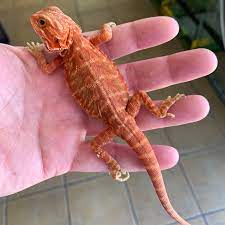hypo trans bearded dragon for sale