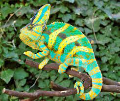 Veiled Chameleon for Sale