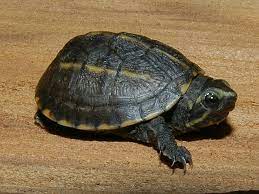 Common Mud turtle for sale near me