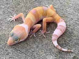 Albino Leopard gecko for sale online