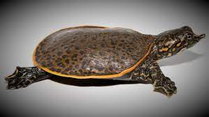 Leopard Softshell turtle