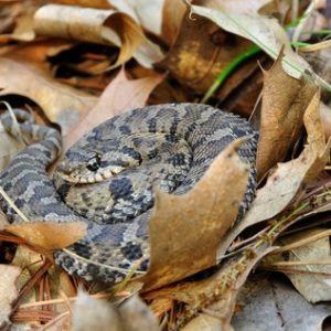 Eastern Hognose Snake for Sale