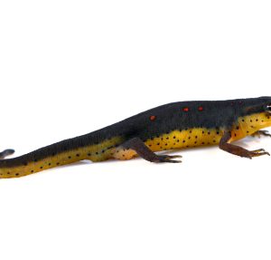 Eastern Newt for Sale