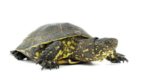 European Pond Turtle for Sale