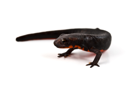 Fire Bellied Newt for Sale