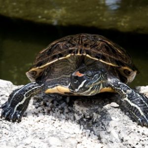 Florida Red Bellied Turtle for Sale