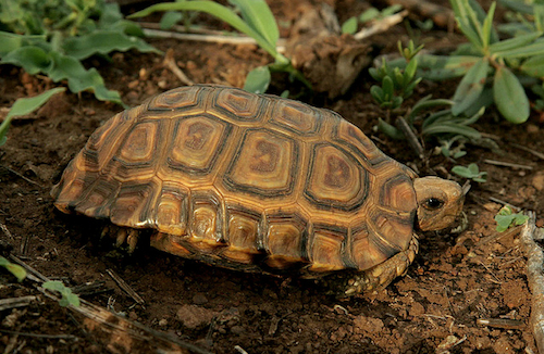 Forest Hingeback Tortoise for Sale