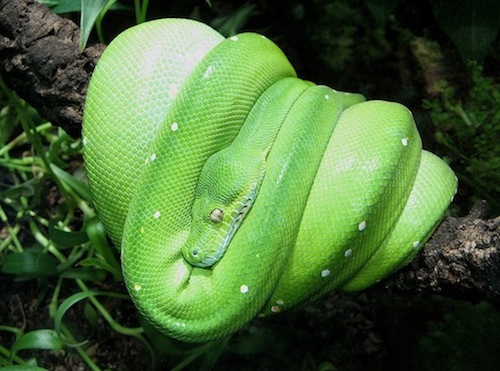Green Tree Python for Sale