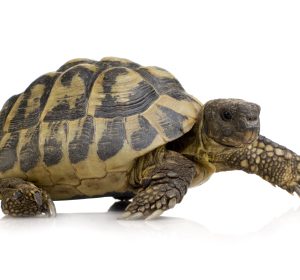 Hermans Tortoise for Sale
