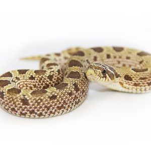 Western Hognose Snake for Sale