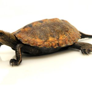 Japanese Pond Turtle for Sale