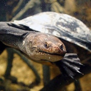New Guinea Sideneck Turtle for Sale