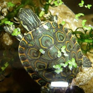 Nicaraguan Slider Turtle for Sale