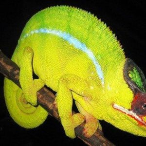 Nosy Mitsio Panther Chameleon for sale near me