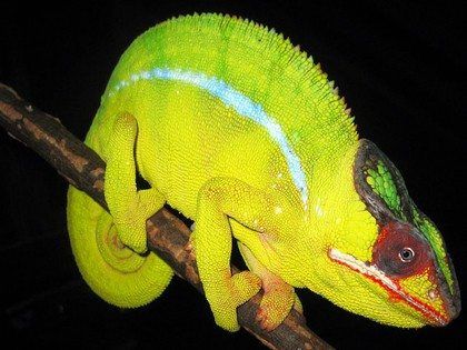 Nosy Mitsio Panther Chameleon for sale near me
