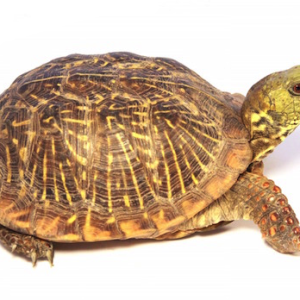 Ornate Box Turtle for Sale