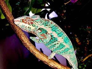 Nosy Faly Panther Chameleons for sale