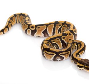 Pastel Ball Python for Sale