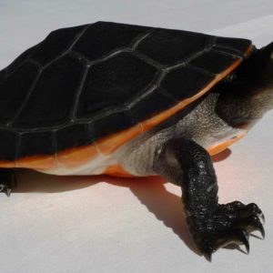 Pink Belly Side Necked Turtle for sale