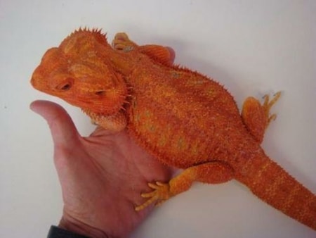 Red bearded dragon for sale