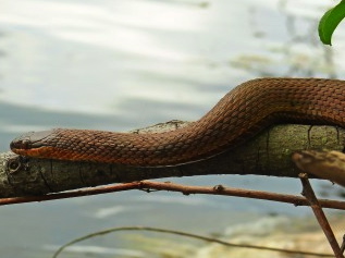 Red-bellied Water Snake for Sale