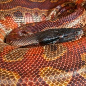 Red Blood Python for Sale