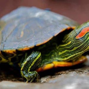 Red Eared Slider turtle for sale