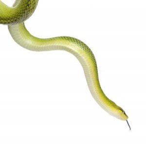 Red Tail Green Rat Snake for Sale