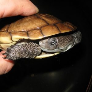 Reimanns Snakeneck Turtle for Sale