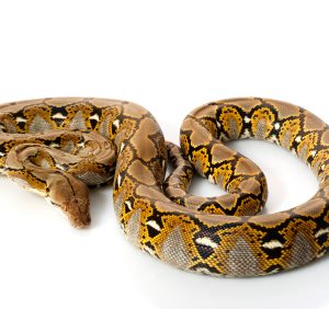 Reticulated Python for Sale