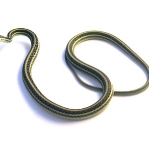 Ribbon Snake for sale